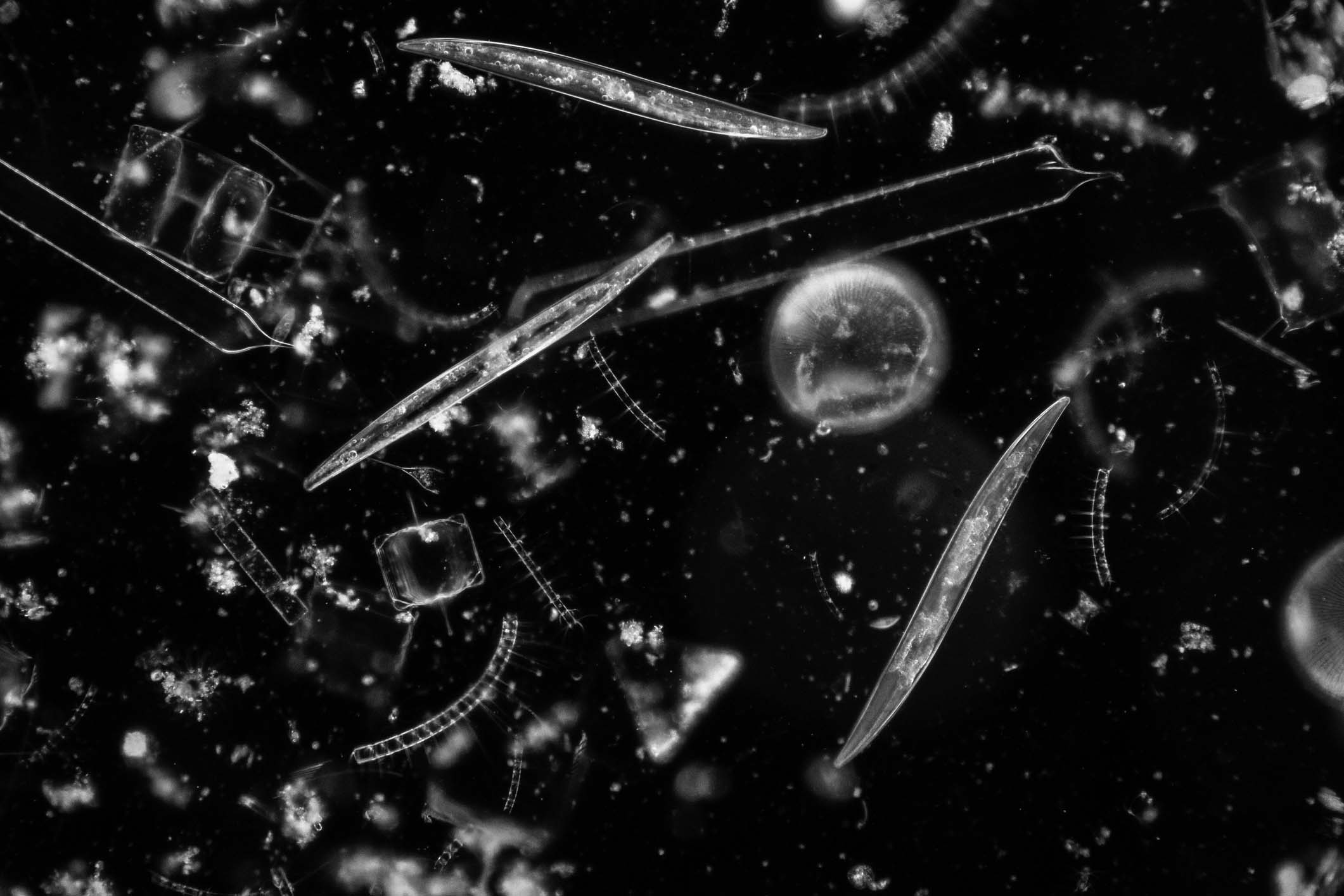 Photo of diatoms, photosynthesising algae in monochrome